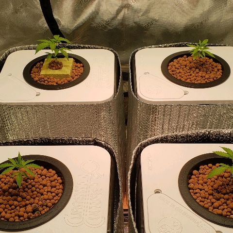 Gary Peyton #4 growlog timeline photo