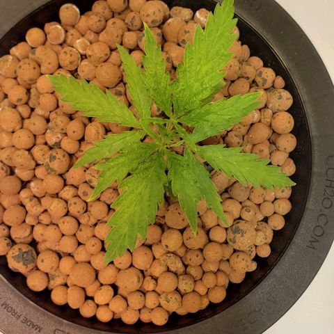 Gary Peyton #4 growlog timeline photo