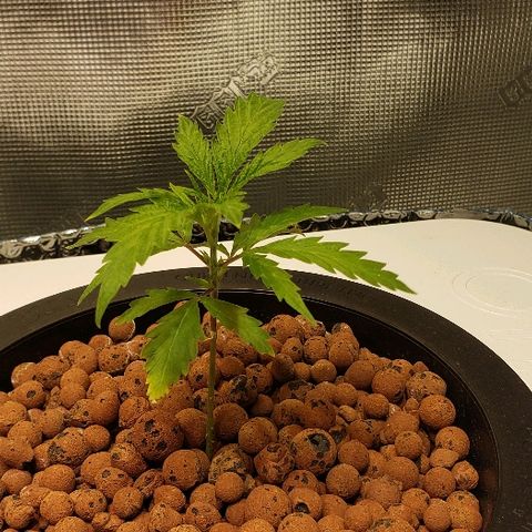 Gary Peyton #4 growlog timeline photo