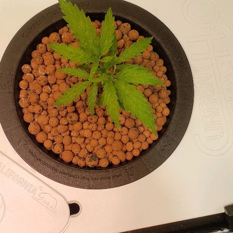 Gary Peyton #4 growlog timeline photo