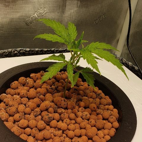 Gary Peyton #4 growlog timeline photo