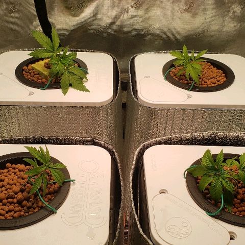 Gary Peyton #4 growlog photo: Just did some low stress training for the first time 