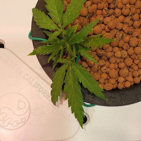 Gary Peyton #4 growlog timeline photo