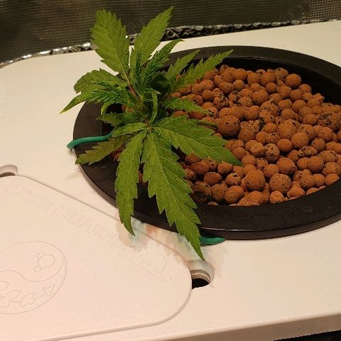 Gary Peyton #4 growlog timeline photo