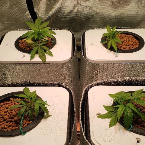 Gary Peyton #4 growlog timeline photo