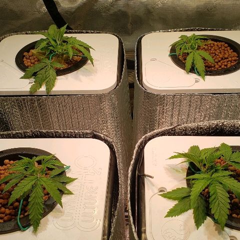 Gary Peyton #4 growlog photo: Plants are a little stressed from nutrient change out cause I didnt fill high enough and roots got dry