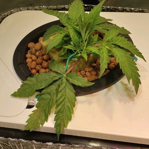 Gary Peyton #4 growlog timeline photo