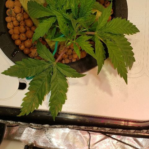 Gary Peyton #4 growlog timeline photo