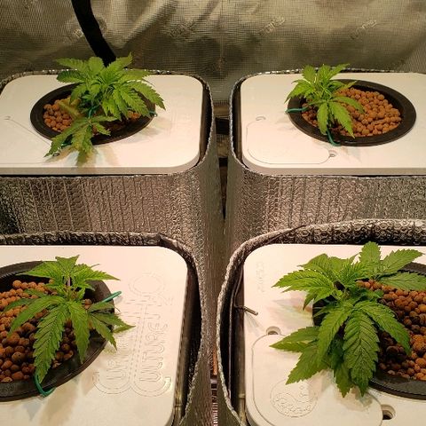 Gary Peyton #4 growlog photo: Girls have perked back up