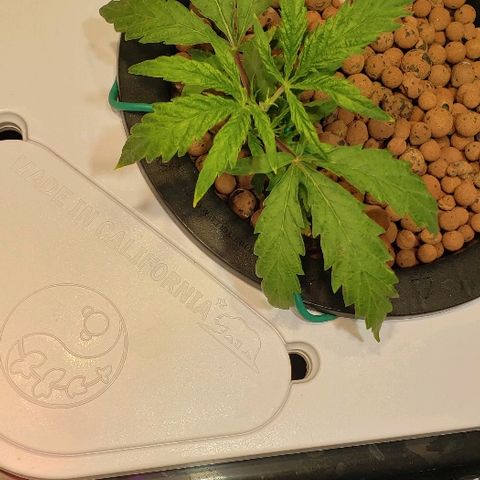 Gary Peyton #4 growlog timeline photo