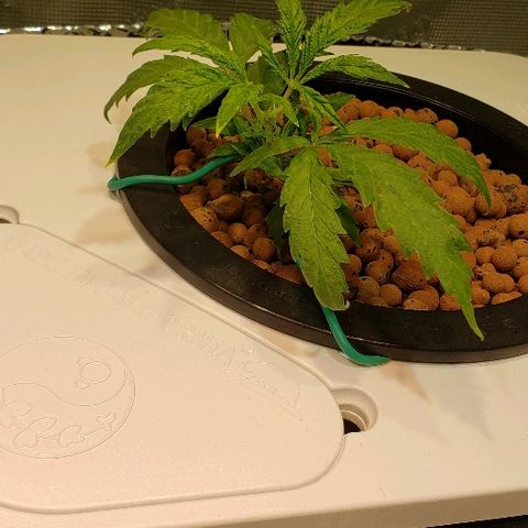 Gary Peyton #4 growlog timeline photo