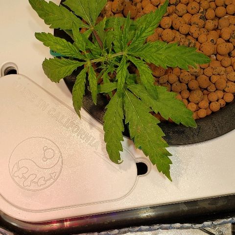 Gary Peyton #4 growlog timeline photo