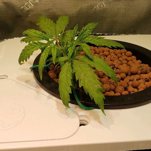 Gary Peyton #4 growlog timeline photo