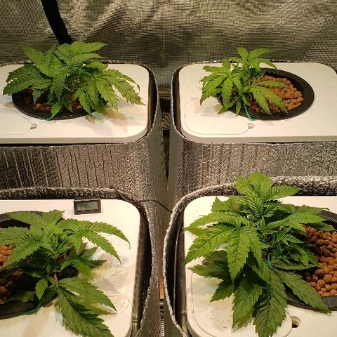 Gary Peyton #4 growlog timeline photo