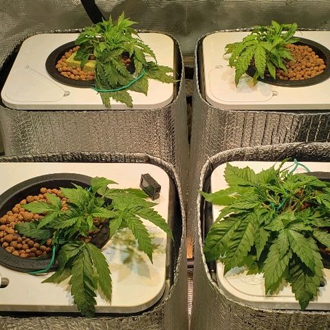 Gary Peyton #4 growlog timeline photo