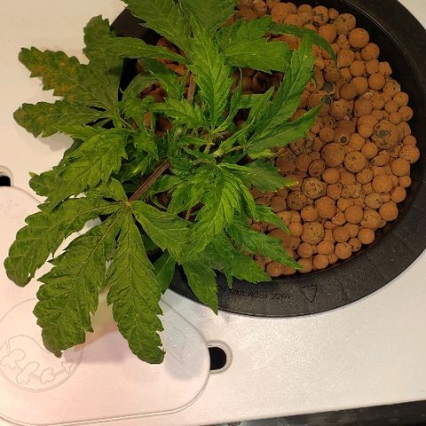 Gary Peyton #4 growlog timeline photo
