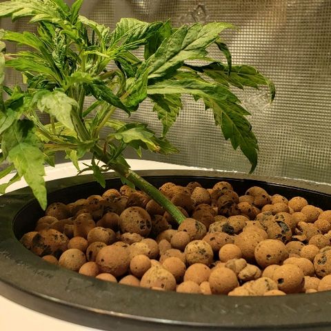 Gary Peyton #4 growlog timeline photo