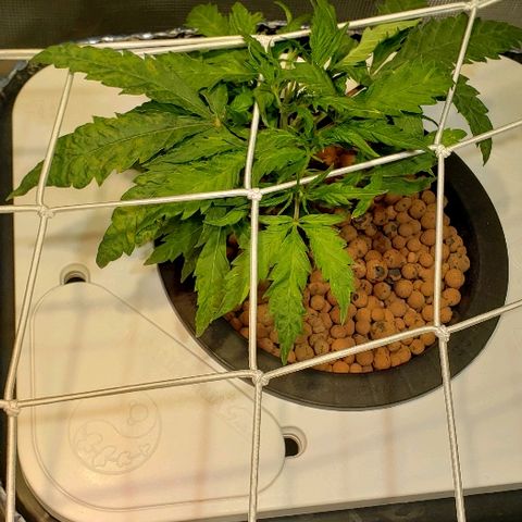 Gary Peyton #4 growlog timeline photo