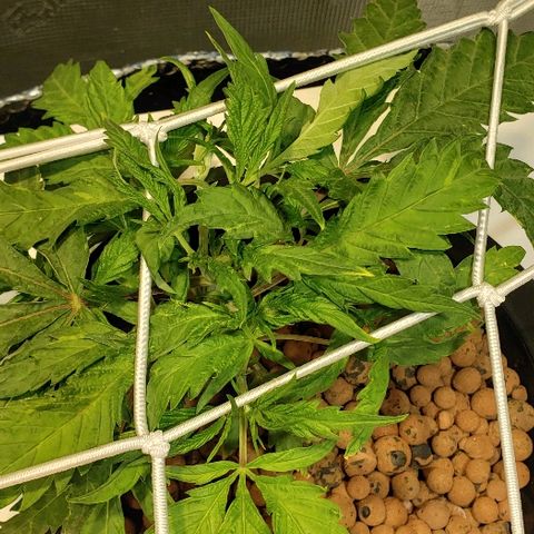 Gary Peyton #4 growlog timeline photo