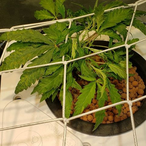 Gary Peyton #4 growlog timeline photo