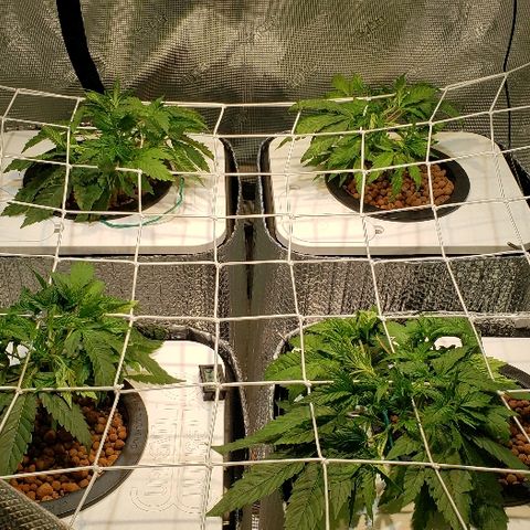 Gary Peyton #4 growlog timeline photo