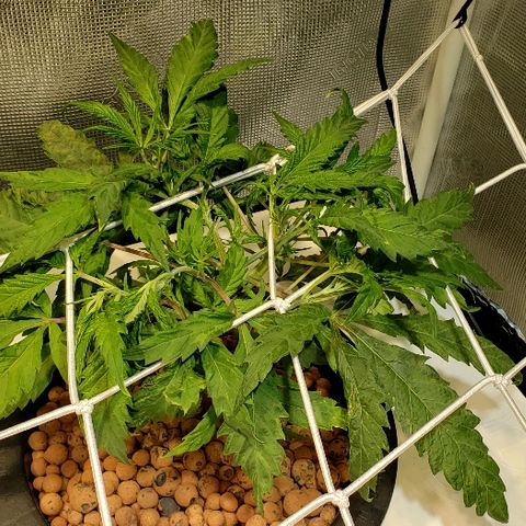 Gary Peyton #4 growlog timeline photo