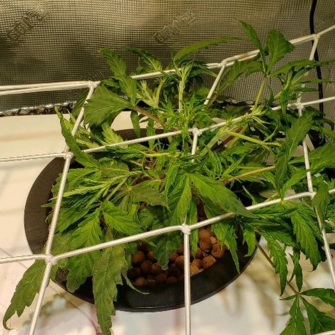 Gary Peyton #4 growlog timeline photo