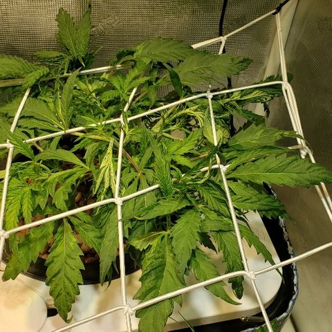 Gary Peyton #4 growlog timeline photo