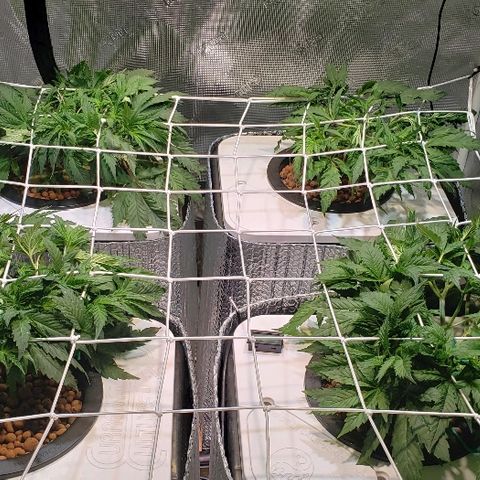 Gary Peyton #4 growlog timeline photo