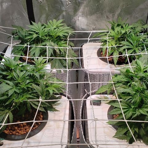 Gary Peyton #4 growlog timeline photo