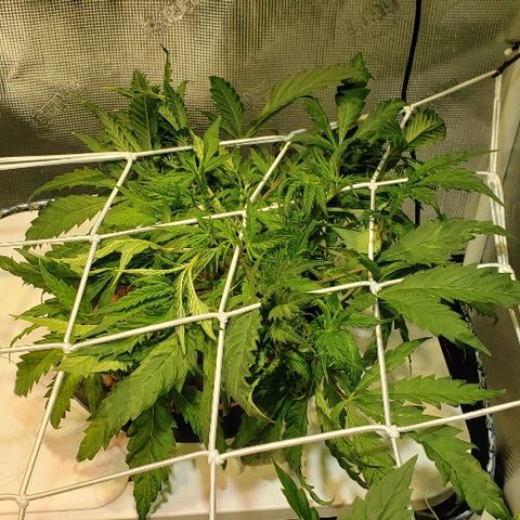 Gary Peyton #4 growlog timeline photo