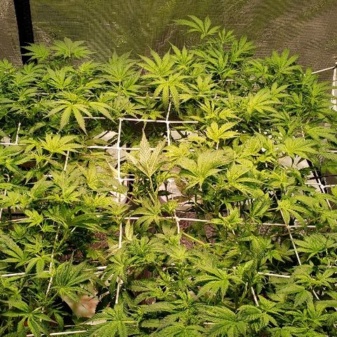 Gary Peyton #4 growlog timeline photo