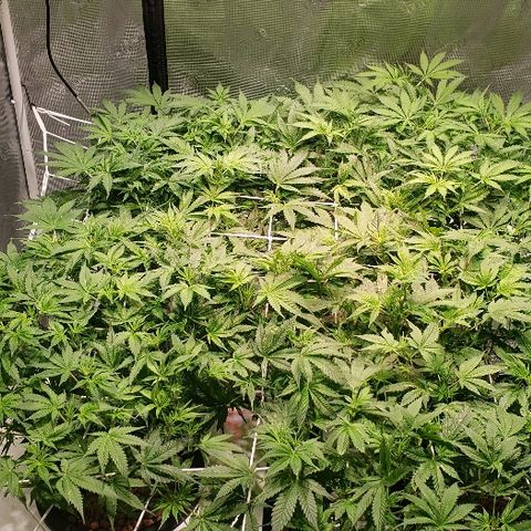 Gary Peyton #4 growlog timeline photo