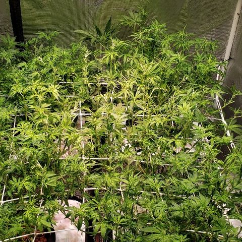 Gary Peyton #4 growlog timeline photo