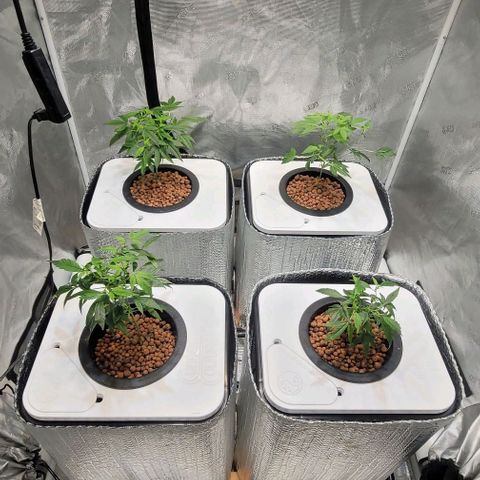 Gary Peyton #4 growlog photo: Day 2 veg