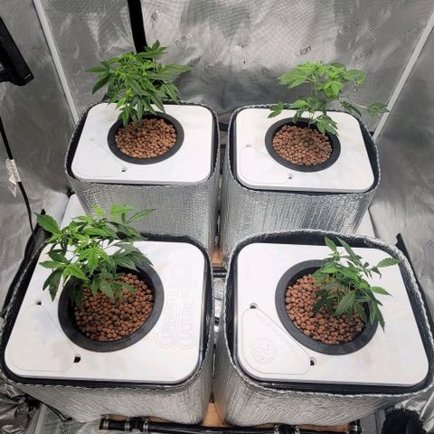 Gary Peyton #4 growlog photo: Day 2 veg