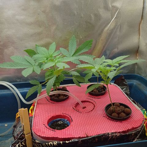Muñeca #1 growlog timeline photo
