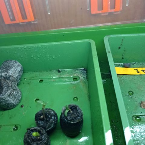 Chiquitas #1 growlog timeline photo