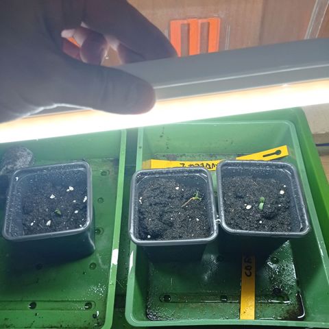 Chiquitas #1 growlog timeline photo