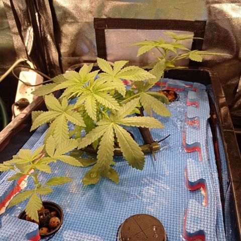 Muñeca #1 growlog timeline photo