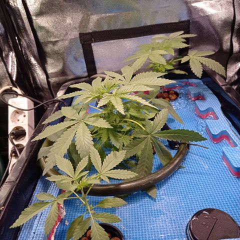 Muñeca #1 growlog timeline photo