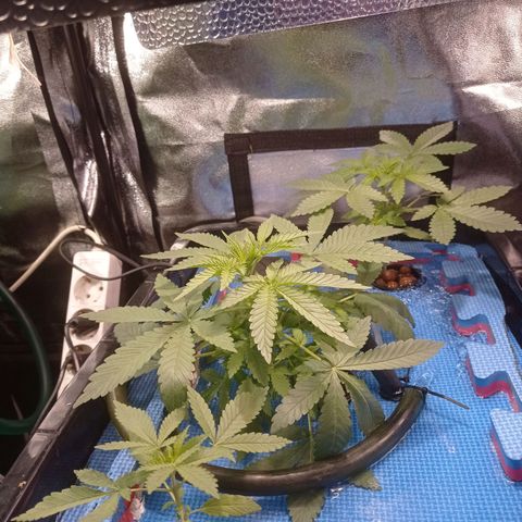 Muñeca #1 growlog timeline photo