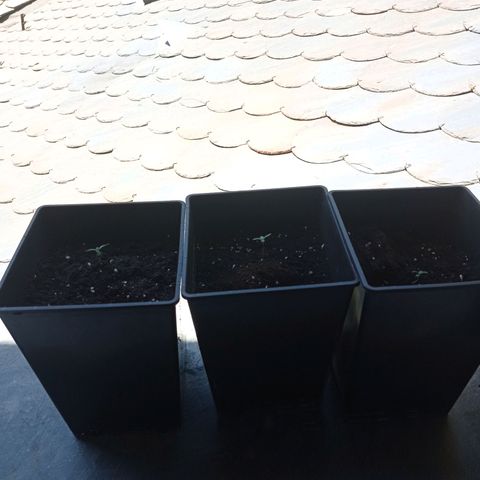 Chiquitas #1 growlog timeline photo