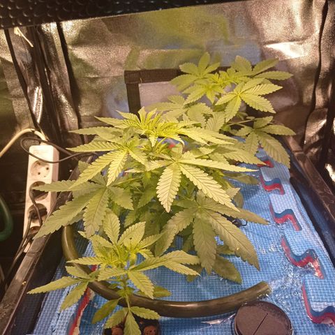 Muñeca #1 growlog timeline photo