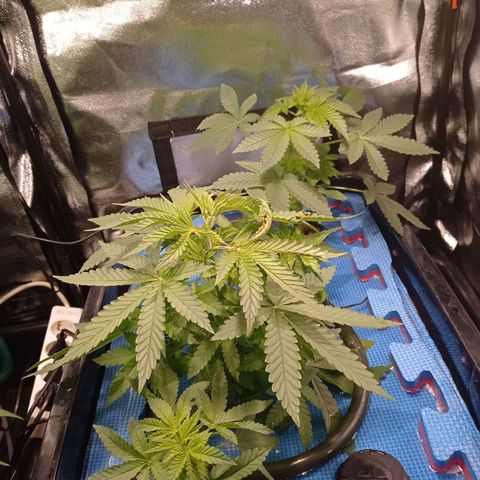 Muñeca #1 growlog timeline photo