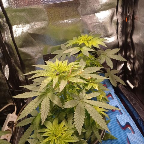 Muñeca #1 growlog timeline photo