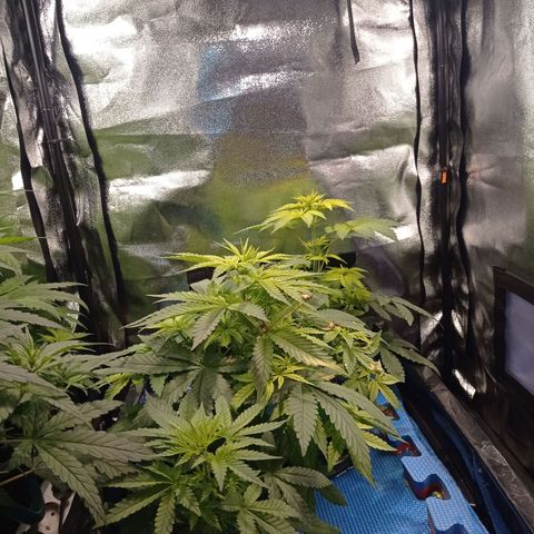 Muñeca #1 growlog timeline photo