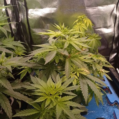 Muñeca #1 growlog timeline photo