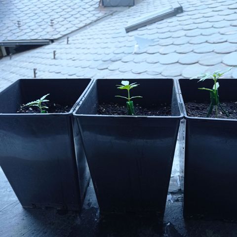 Chiquitas #1 growlog timeline photo