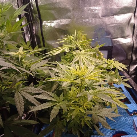 Muñeca #1 growlog timeline photo